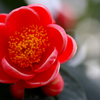 　　花摘み　1 