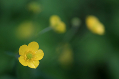 　　　花野辺　　9