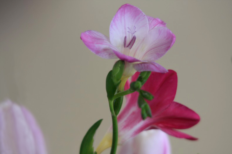 　　花たより　3