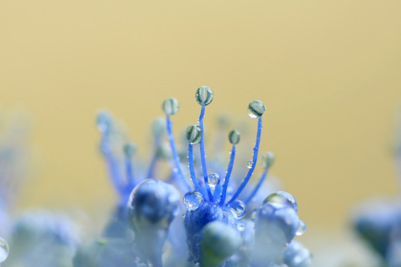 　　　雨の後で