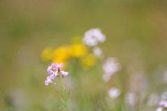 　　　花野辺　7