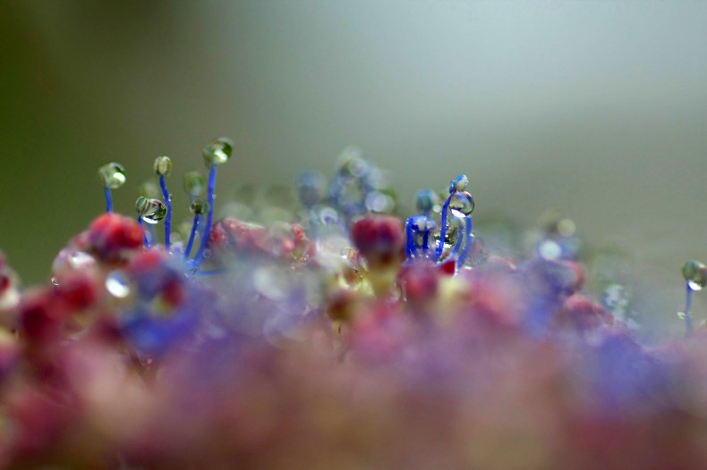 　　　紫陽花の雨　　2