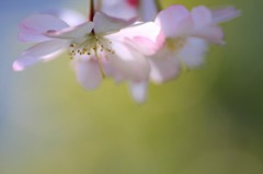 寒風に咲く　(7