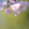 寒風に咲く　(7