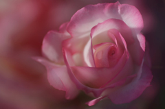 秋薔薇　9