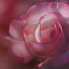 秋薔薇　9