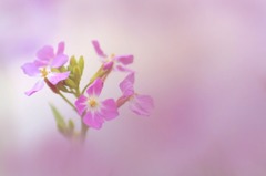 花のワルツ　3