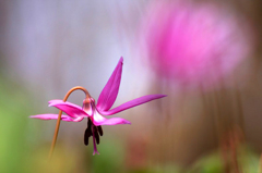 　　　花舞