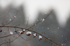 　　　降雪