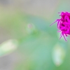 　花一輪
