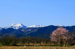 さくら 桜 櫻　(3