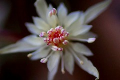 華芯