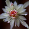 華芯