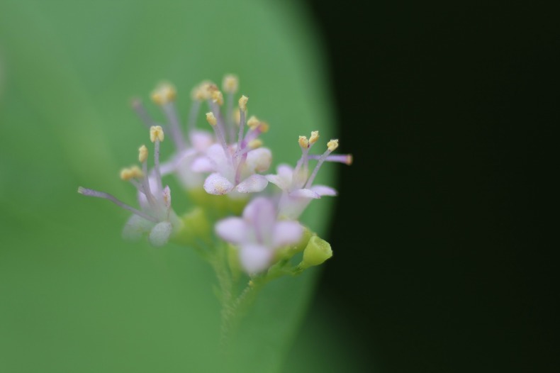 　　　小さな小さな花　　2