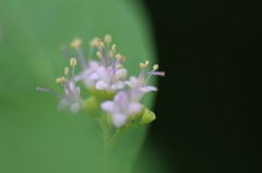 　　　小さな小さな花　　2