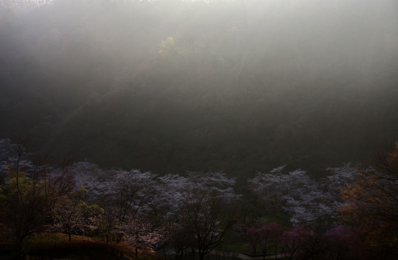 　　　早朝の四百年の森　(1