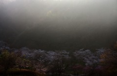 　　　早朝の四百年の森　(1