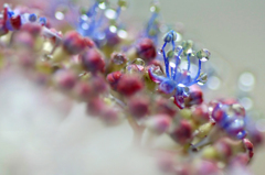 　　　紫陽花の雨　　4