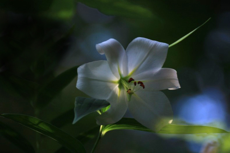 　　　花色美しく　1