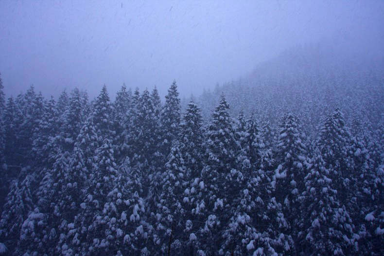 　　　雪降る杉山