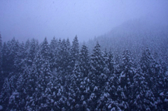 　　　雪降る杉山