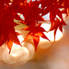 　　　紅葉の詩　　4