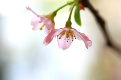 　　　櫻　桜　さくら　(7