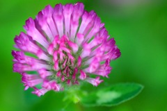 花のワルツ　24