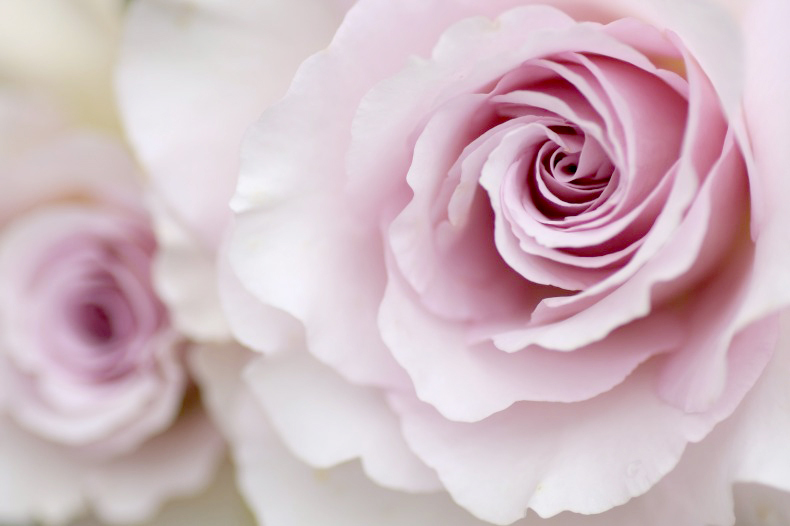 薔薇の回廊　　4　　