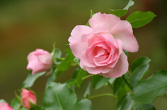 　　　秋薔薇咲いて　　5