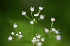 　　　花野辺　　4