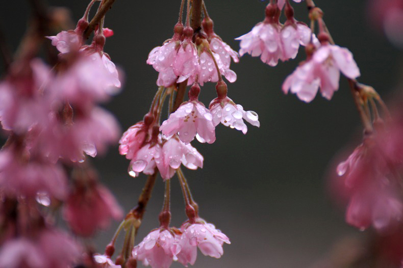 　　　花雫　11