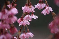 　　　花雫　11
