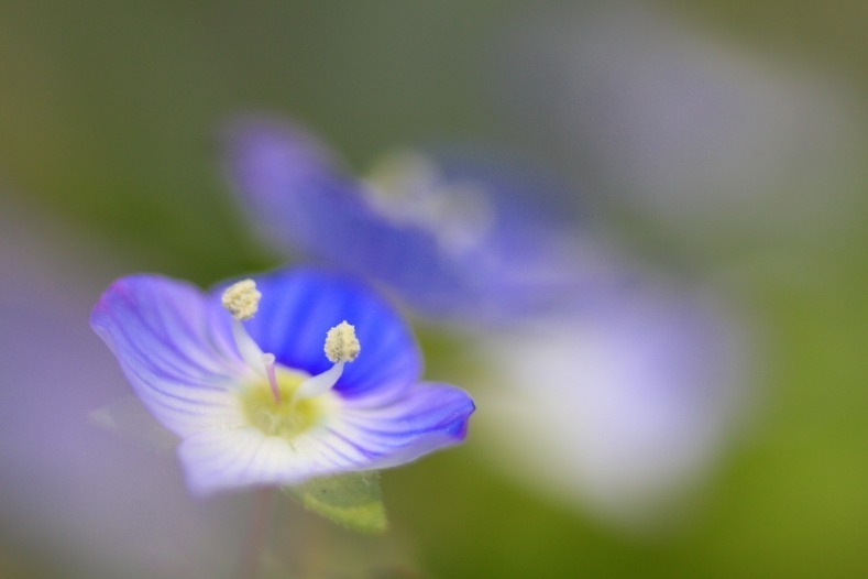 花写　(56　　オオイヌノフグリ