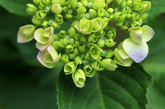 紫陽花の詩　13 