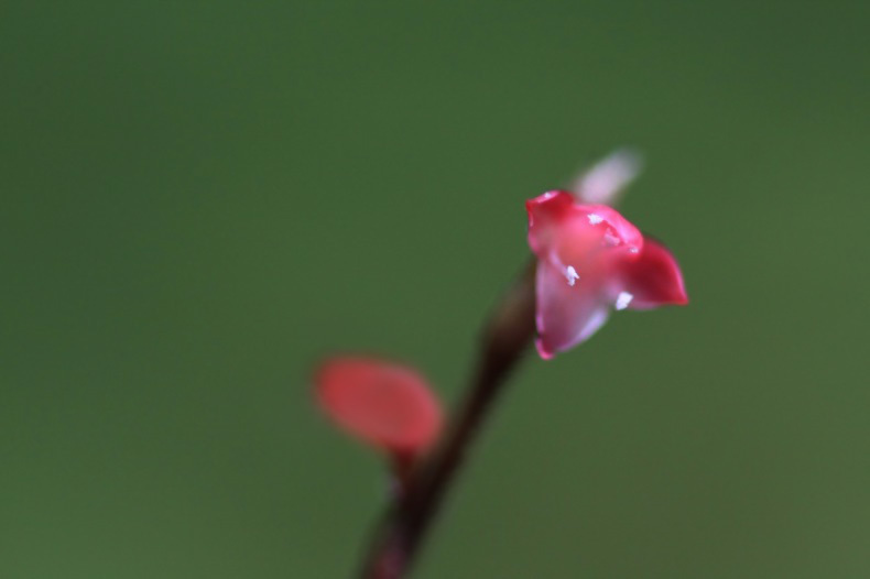 　　　野に咲いて　　5