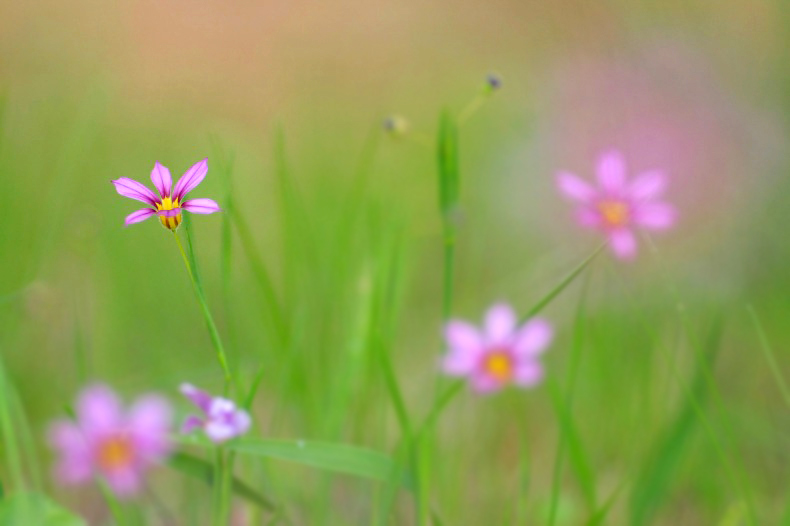 　　　花野辺