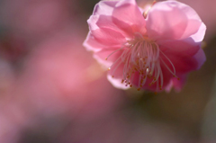 　　花びら透けて　