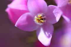 　　　輝く花芯