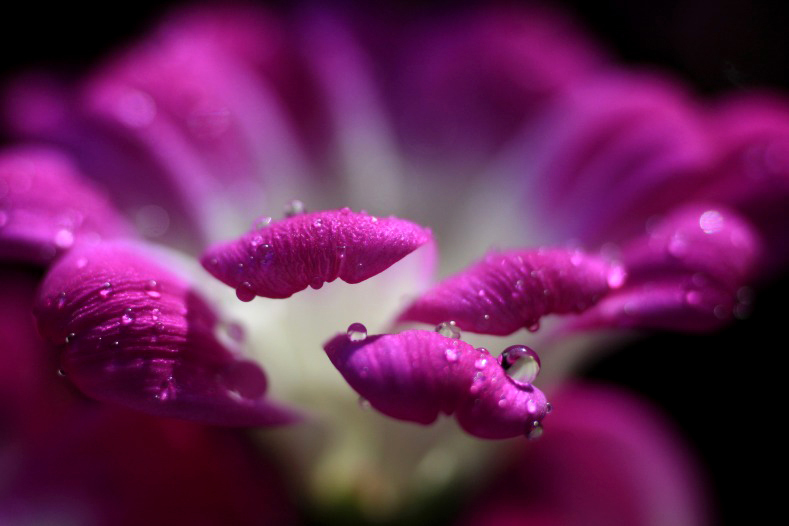 　　花雫　8 