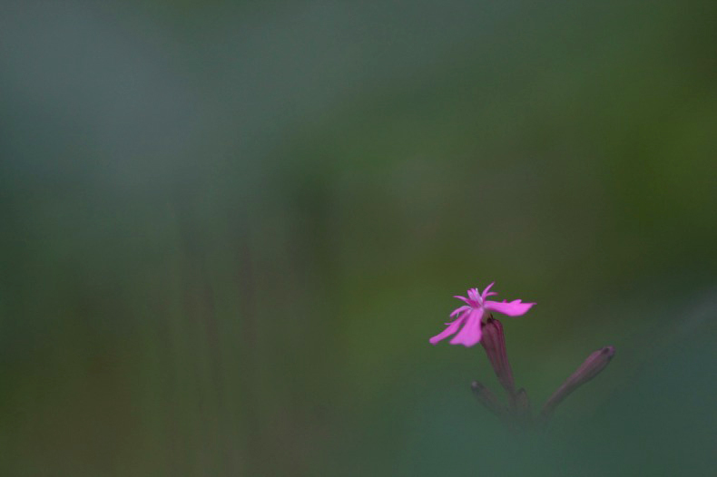 　　　花一輪　1