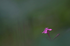 　　　花一輪　1