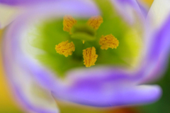 　　花芯