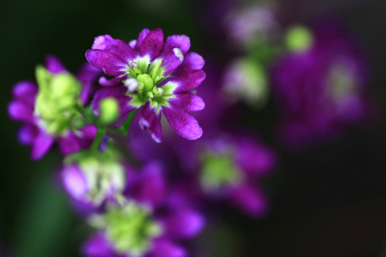 　　華やぐ