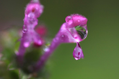 　　　花雫　13