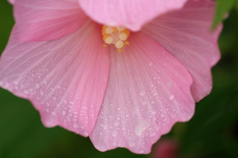 　　　雨しずく　1