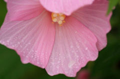 　　　雨しずく　1