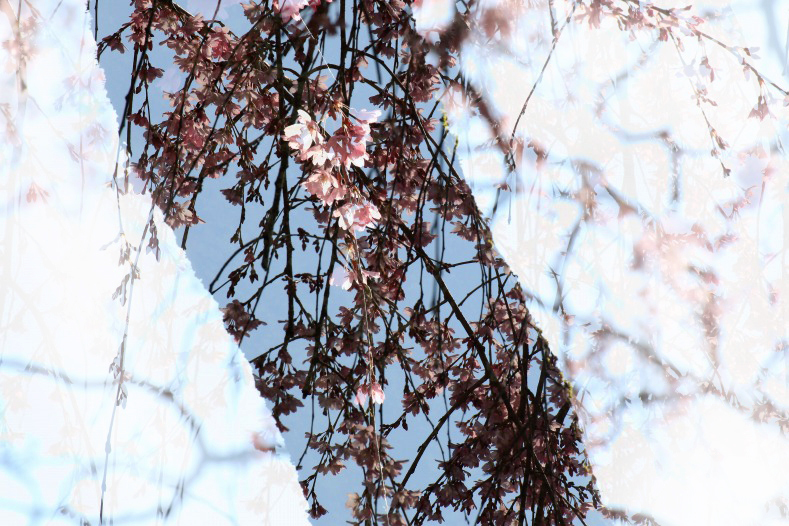 さくら 桜 櫻　(7