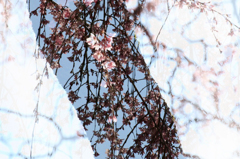 さくら 桜 櫻　(7