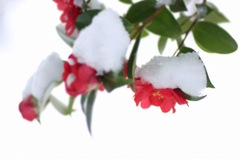 　　雪サザンカ　5